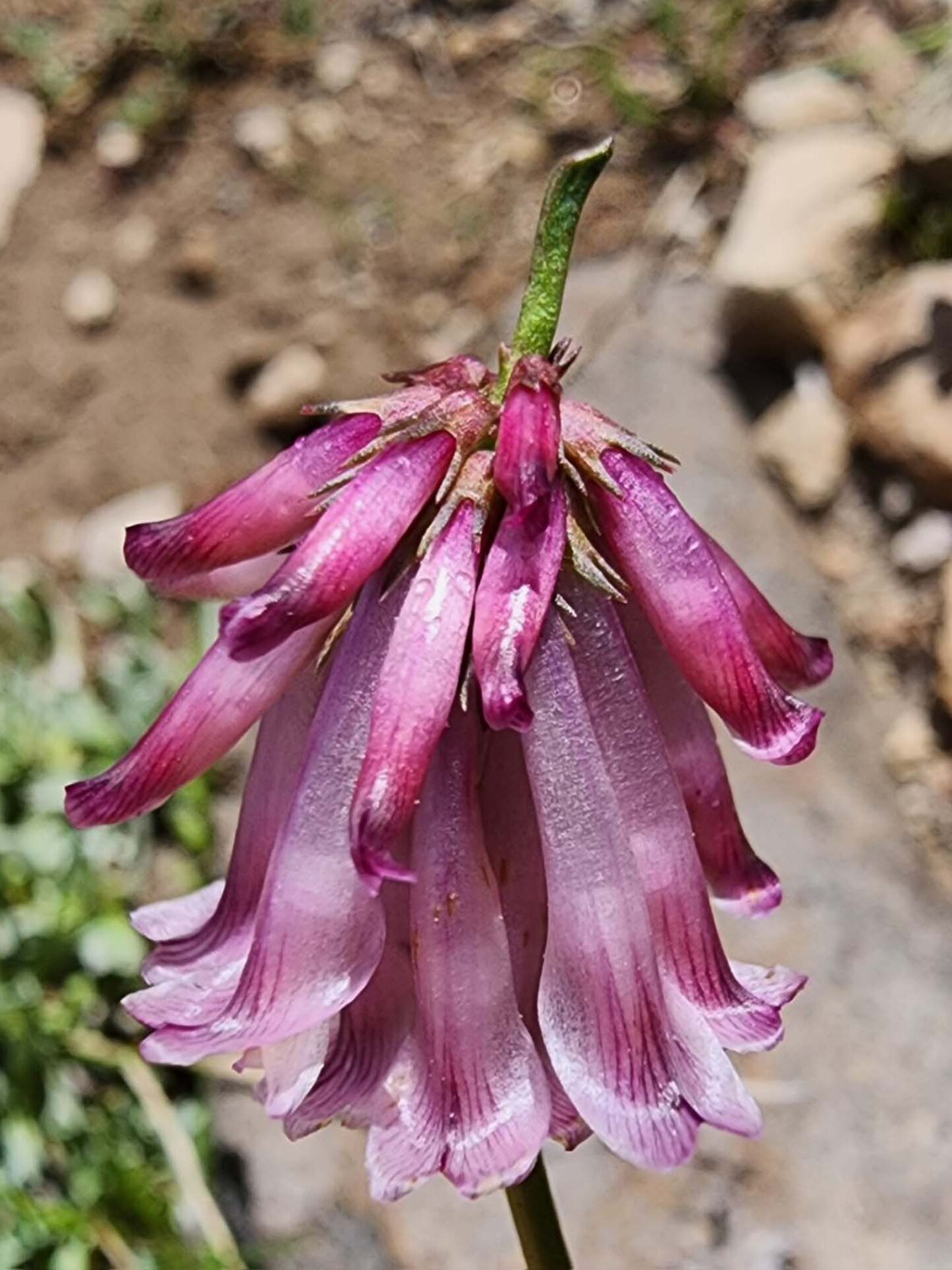 Shasta clover close-up. B. Sweatt. August 24, 2023. Meiss Meadow.