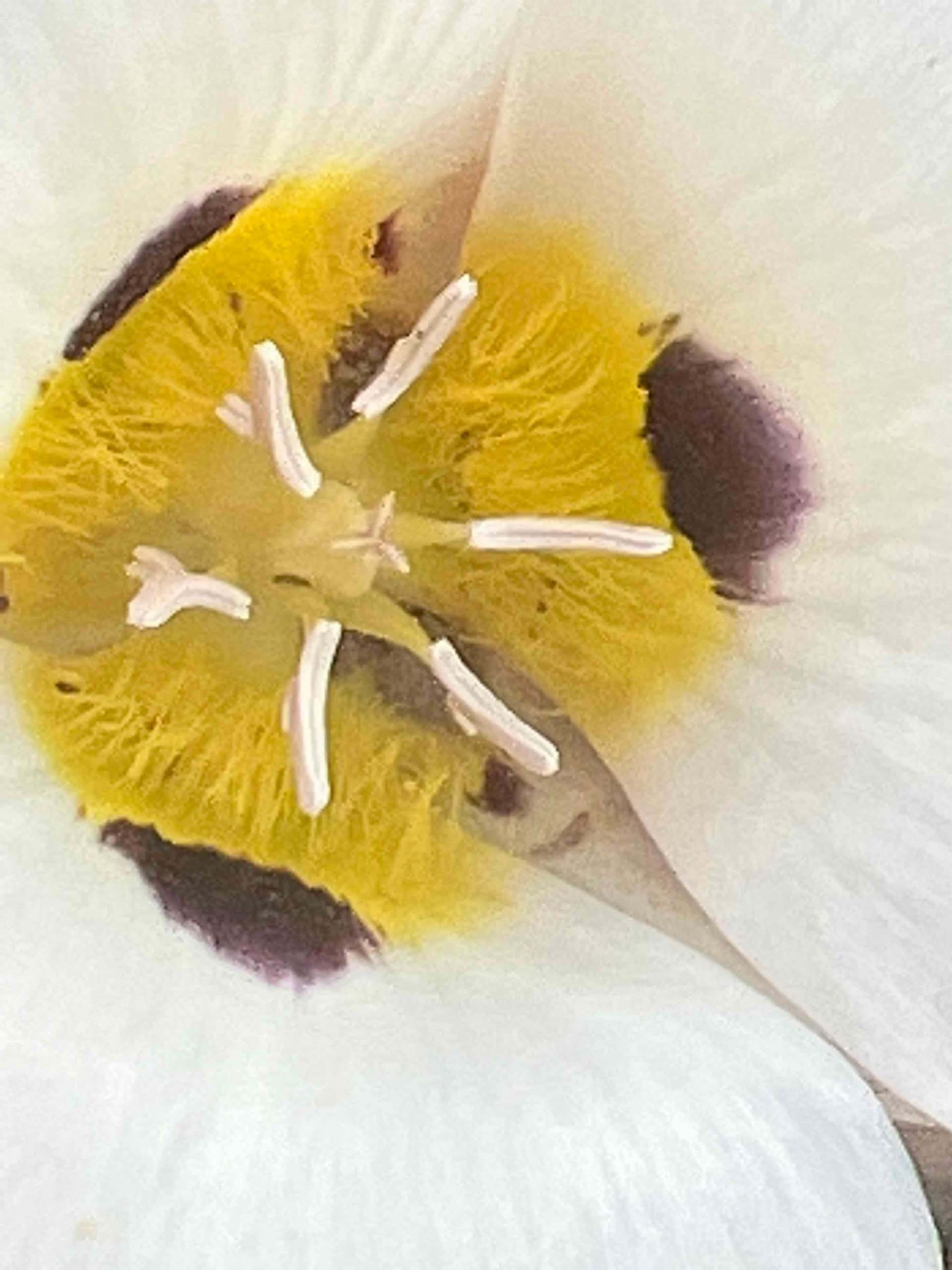 Leichtlin's mariposa-lily close-up. C. Powell. August 24, 2023. Meiss Meadow.