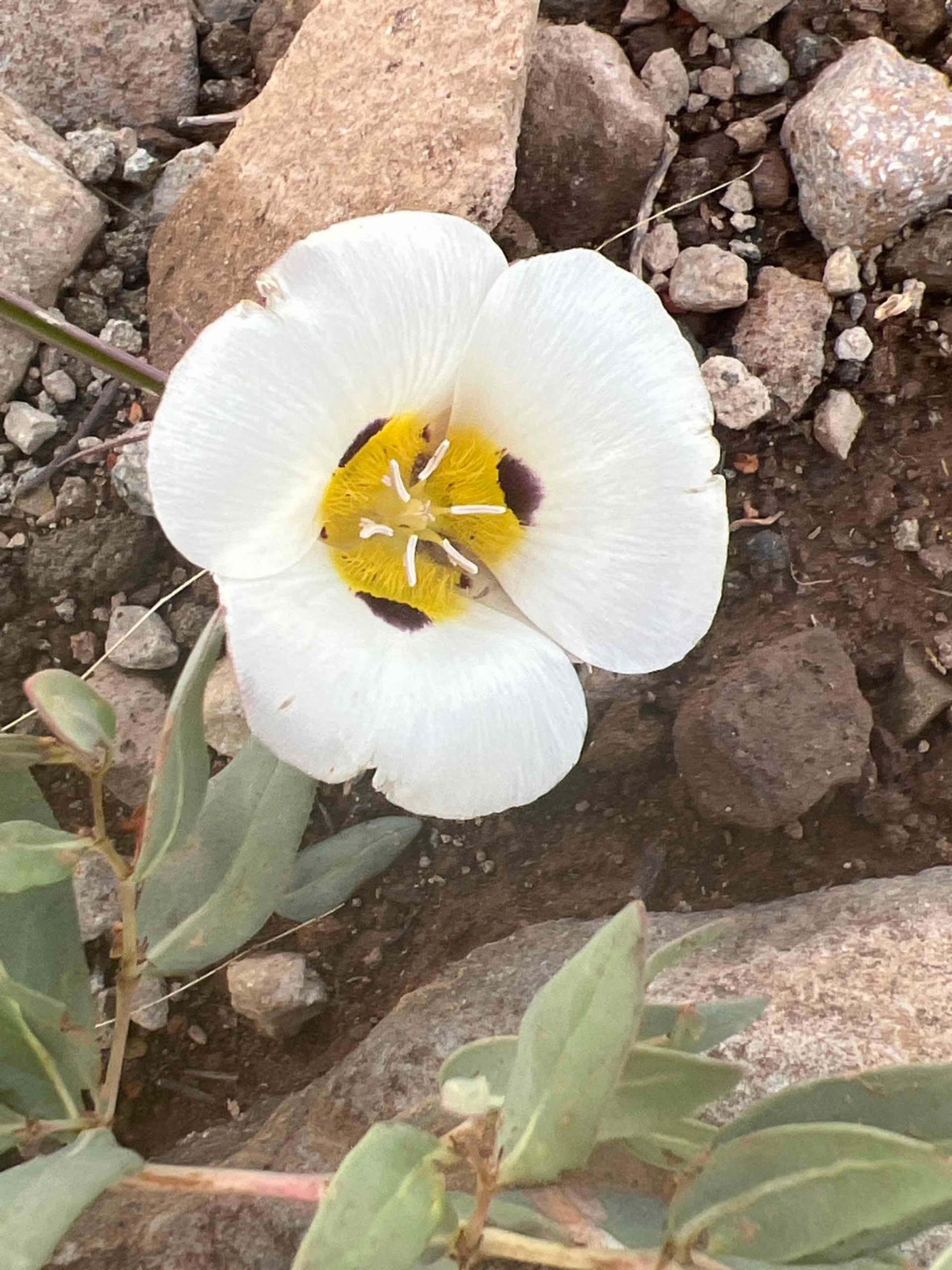 Leichtlin's mariposa-lily. C. Powell. August 24, 2023. Meiss Meadow.