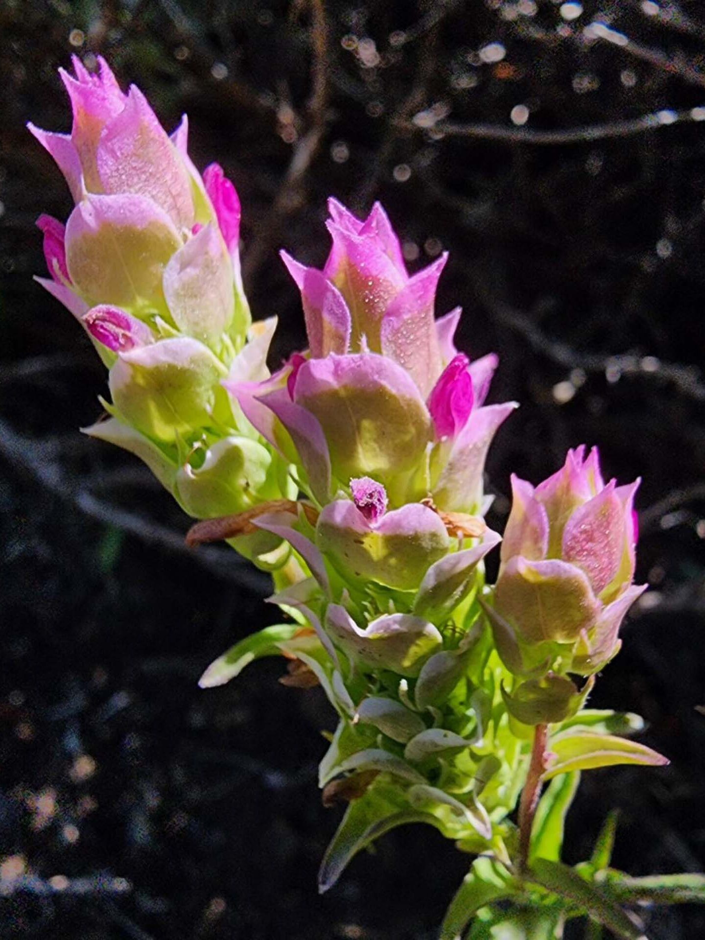 Toothed owl's-clover . B. Sweatt. August 24, 2023. Meiss Meadow.