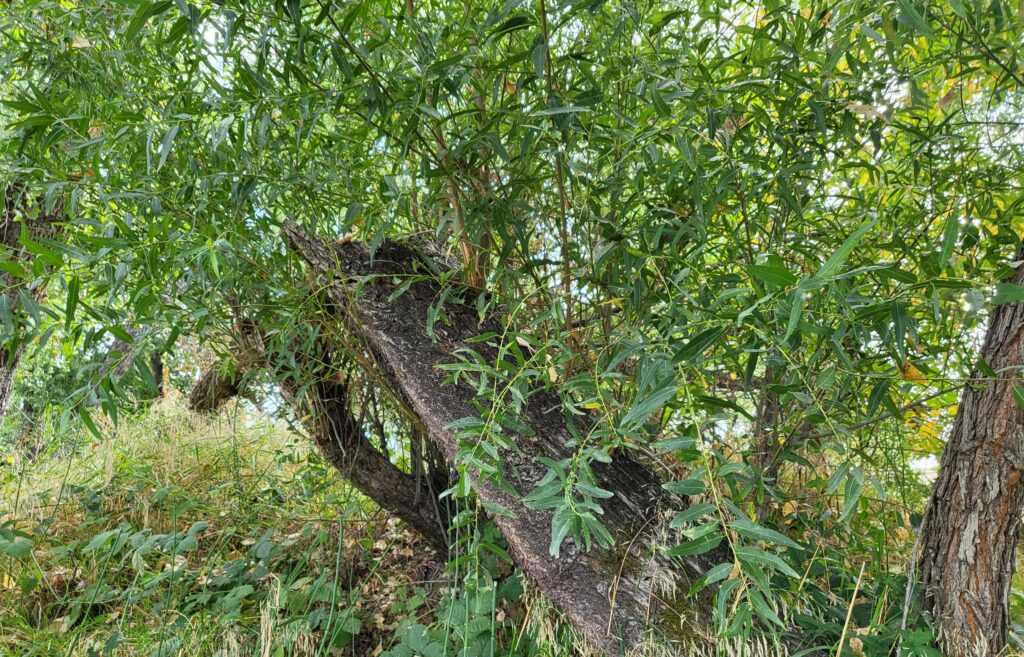 Epicormic sprouting willow. D. Mandel.