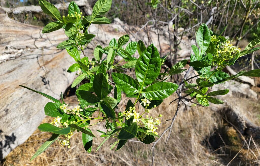 Hoptree. D. Mandel.