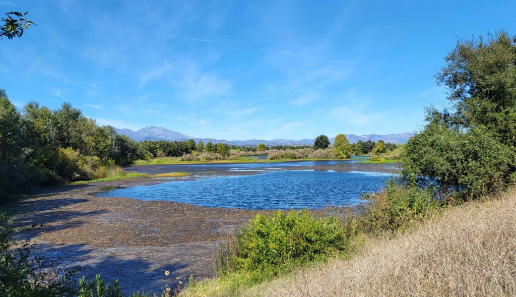 Pond next to Sacramento River. D. Mandel.