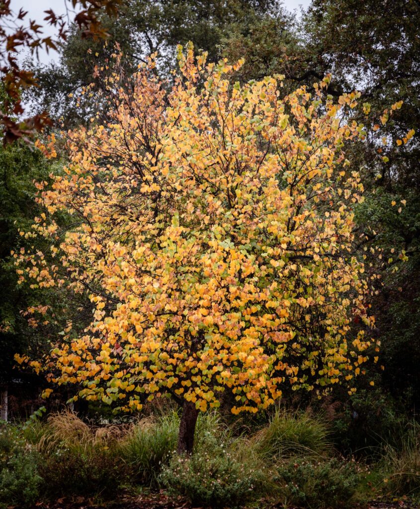 Eastern redbud, sages, and deer grass. H. Spector.