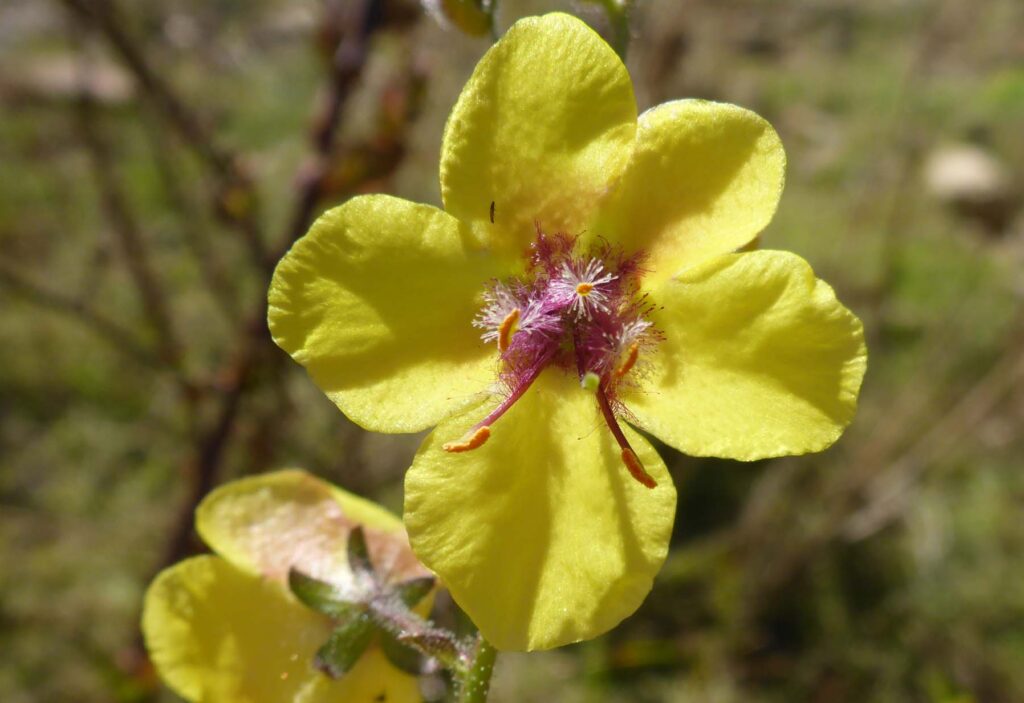 Moth mullein. D. Burk.