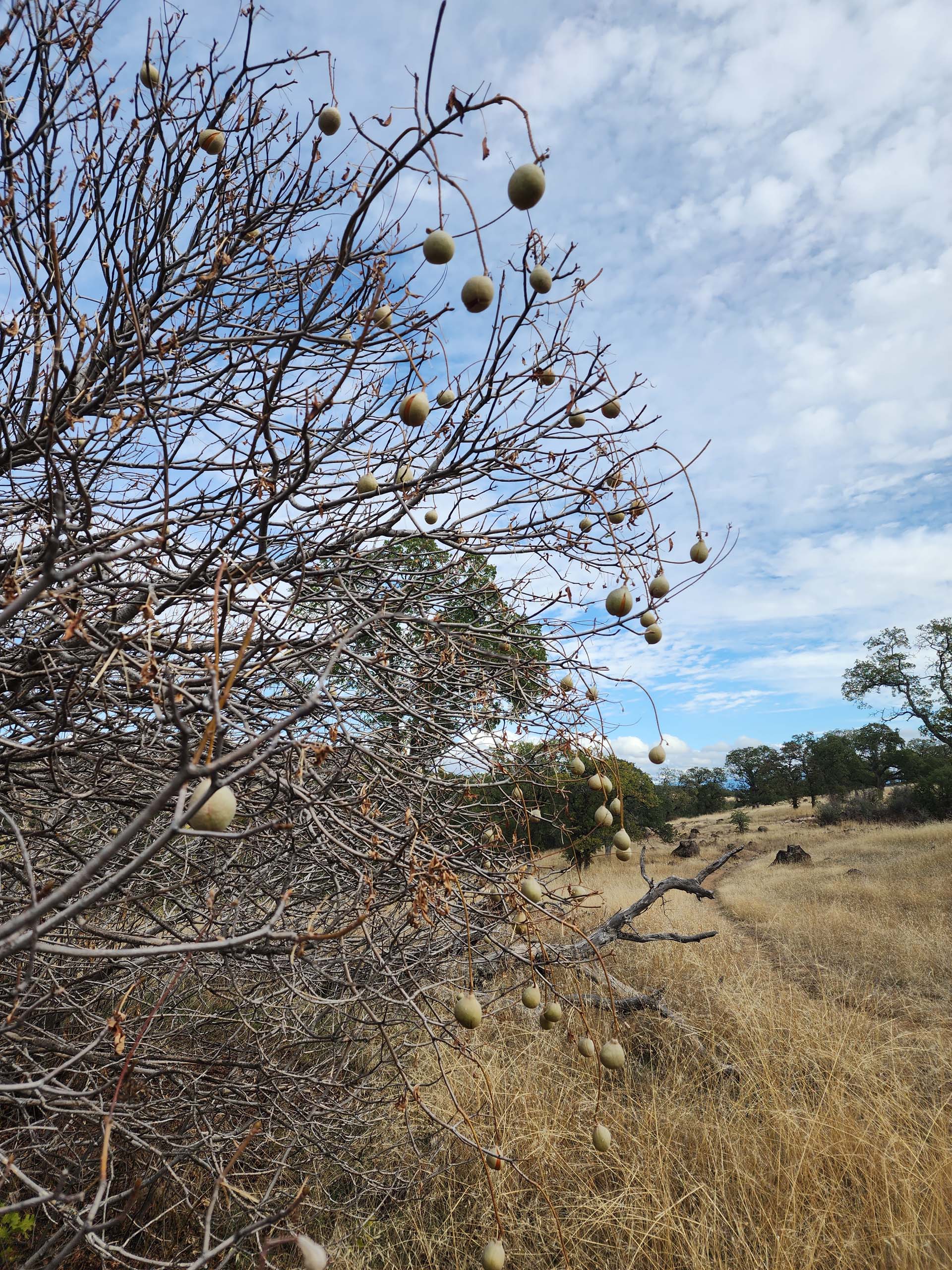 California buckeye fruit. D. Burk.