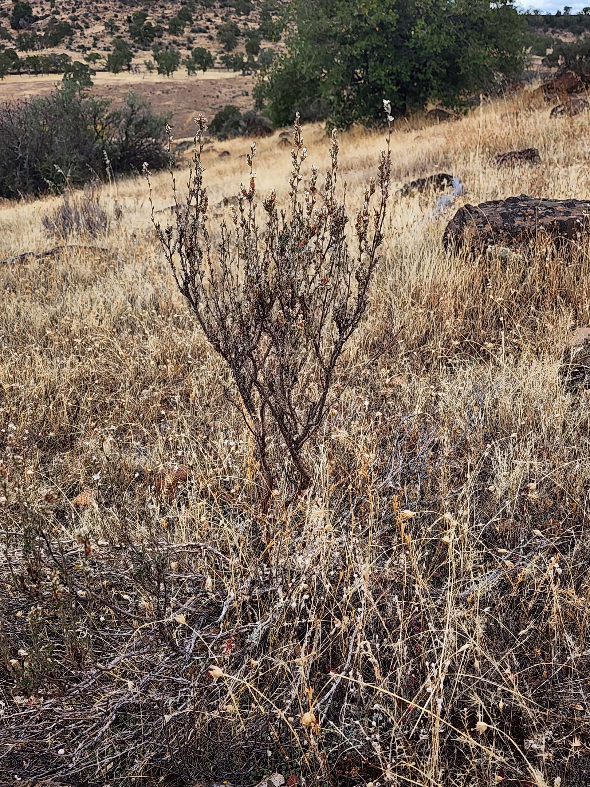 Bolander's knotweed. D. Burk.