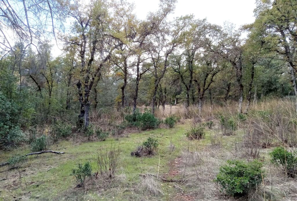 Jenny Creek oak woodlands. D. Ledger.