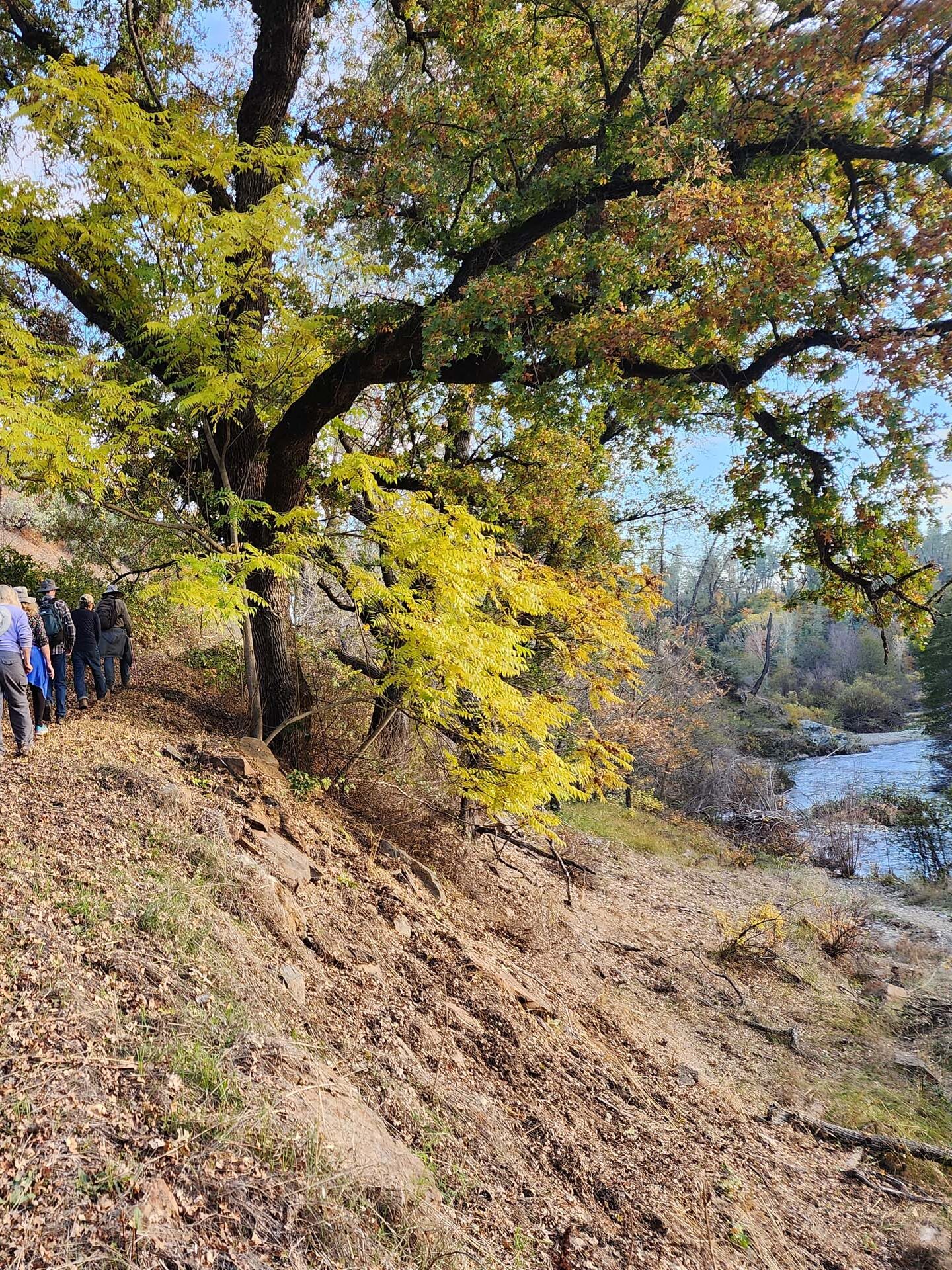 Trail, oaks, and creek. D. Burk.