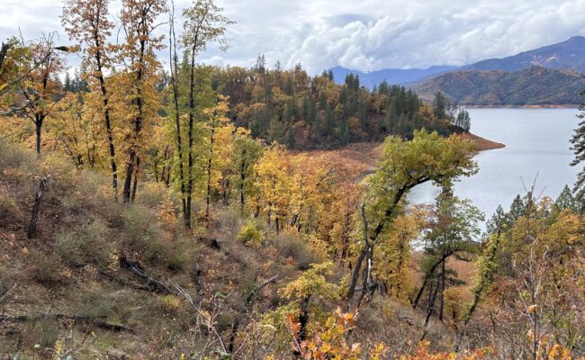 Fall colors north of Redding. MA McCrary.