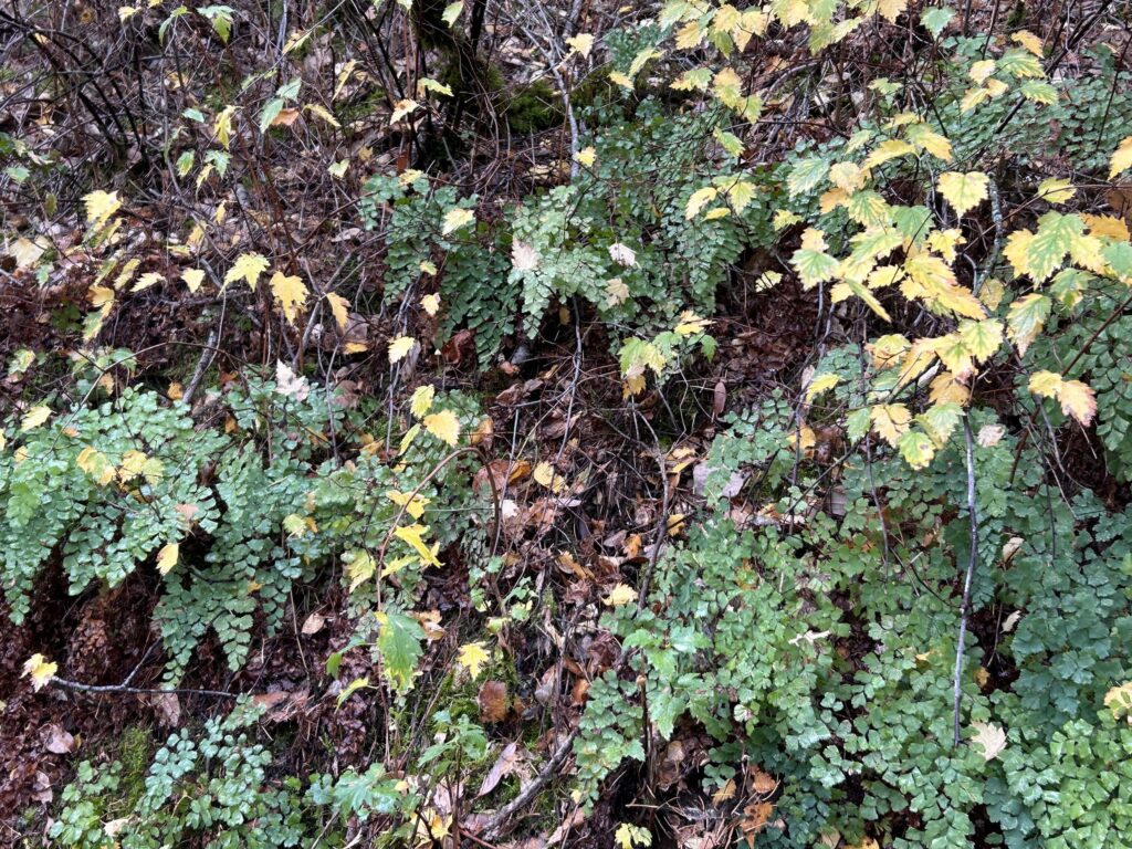 Shasta snow-wreath and Shasta maidenhair fer. MA McCrary.