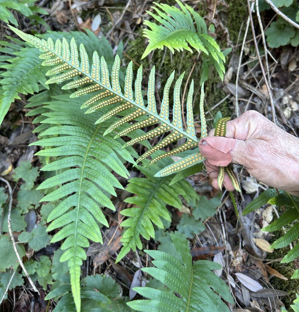 Sori of intermediate polypody. MA McCrary.