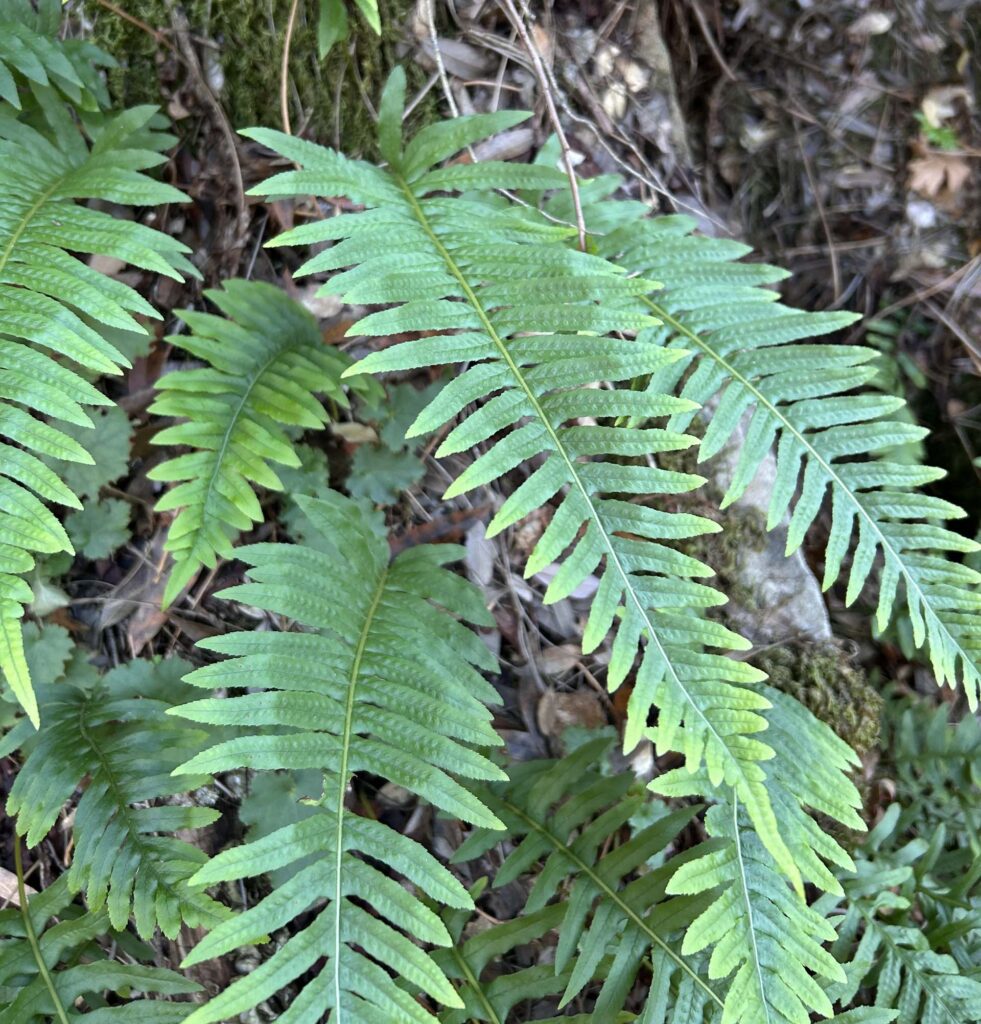 Intermediate polypody. MA McCrary.