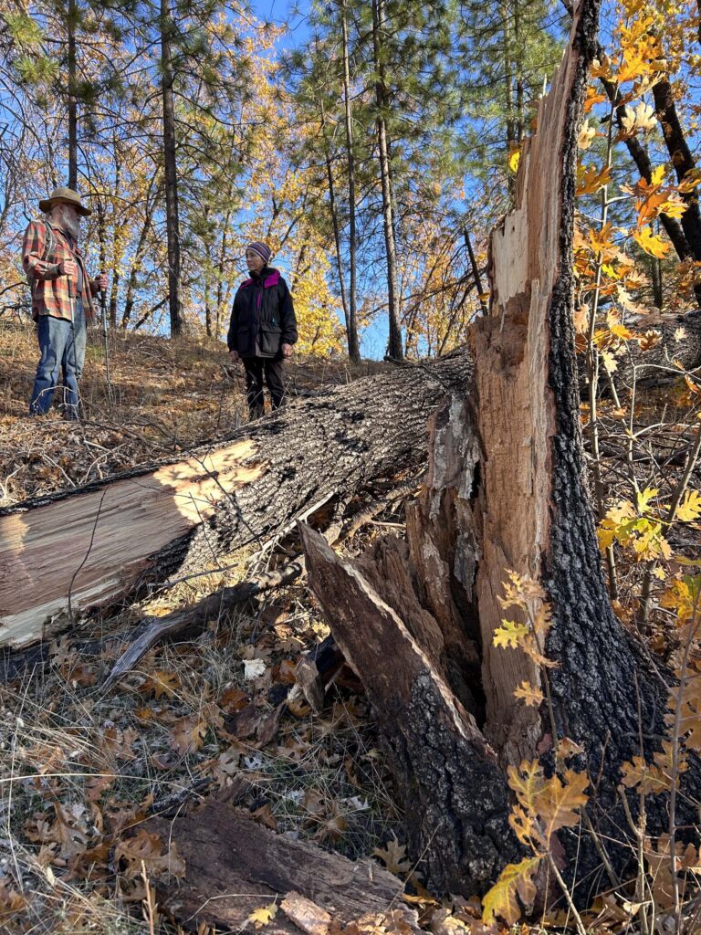 Tom, Pat, and broken black oak. MA McCrary.