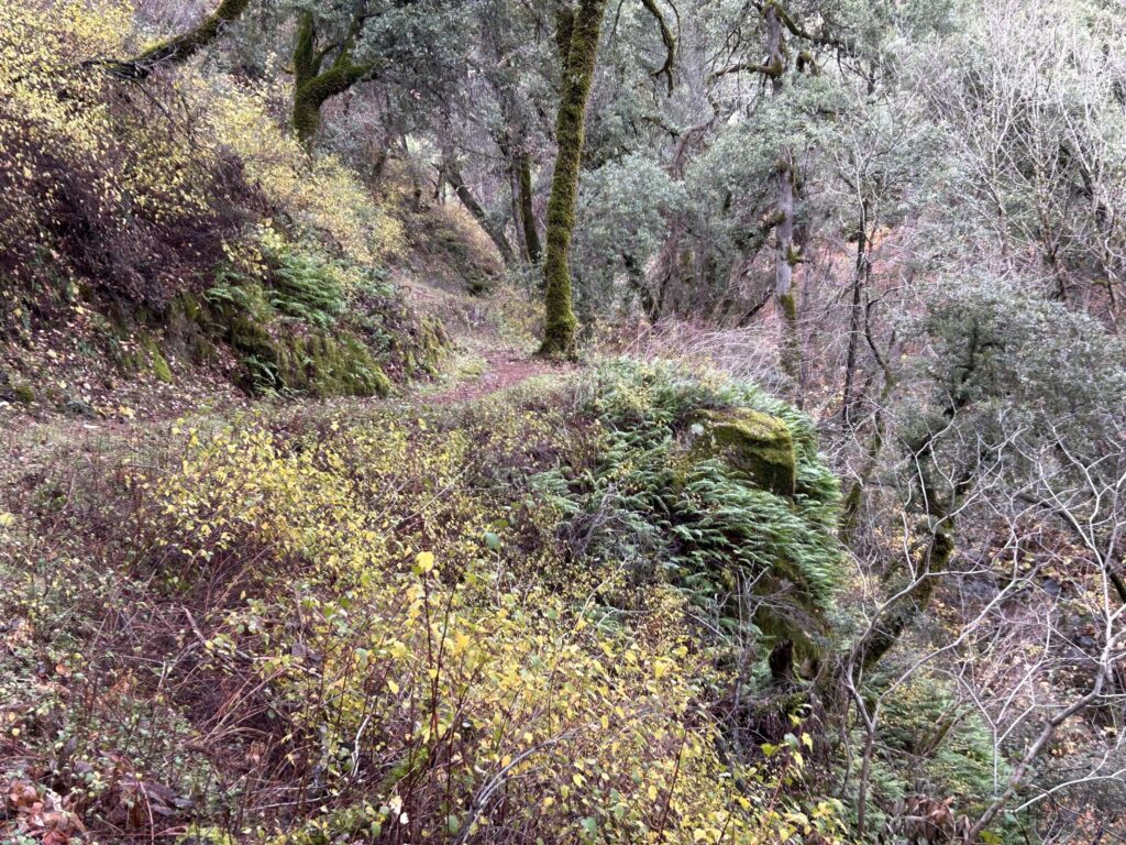 Waters Gulch Trail in the canyon. MA McCrary.