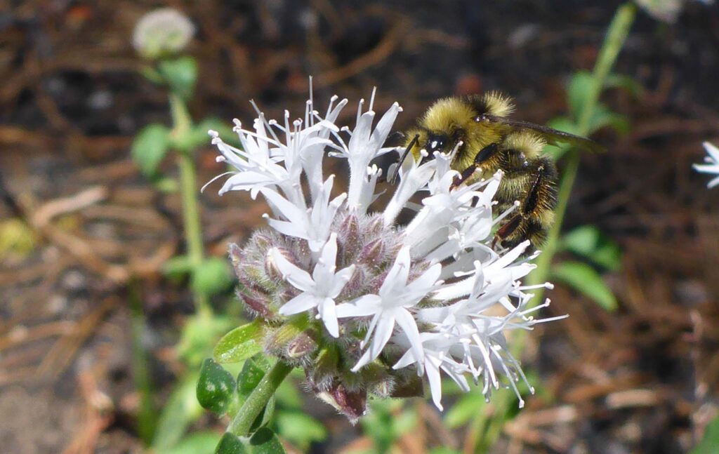 Coyoto mint close-up and honeybee. D. Burk.