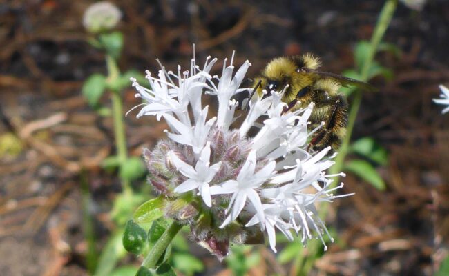 Coyote mint close-up and bumblebee. D. Burk.