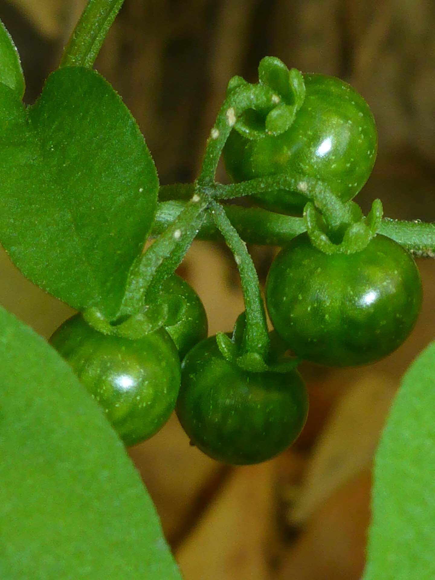 American black nightshade, fruits. D. Burk.