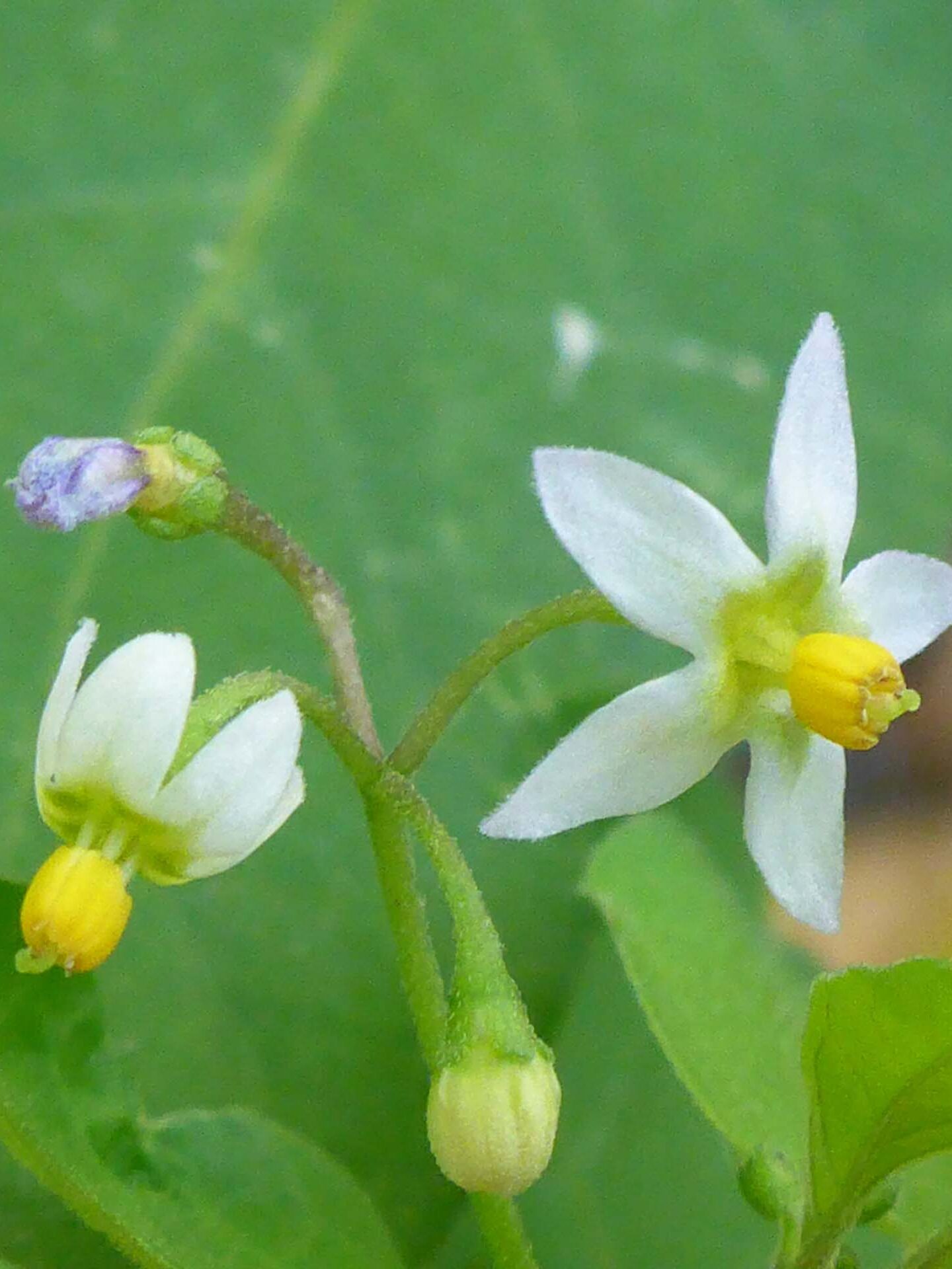 American black nightshade. D. Burk.