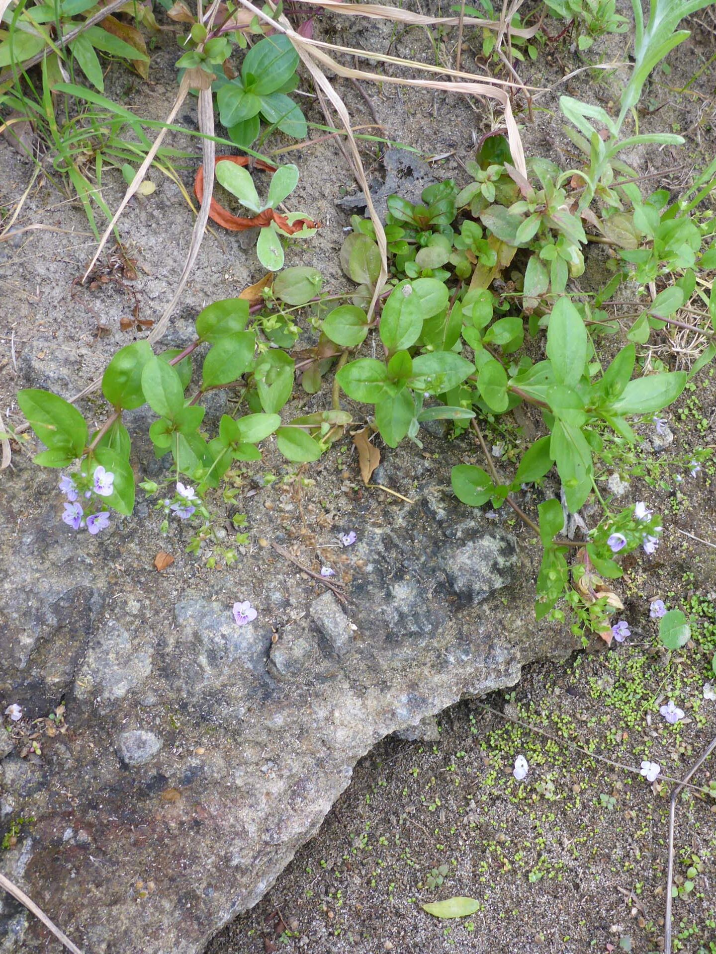 Water speedwell. D. Burk.