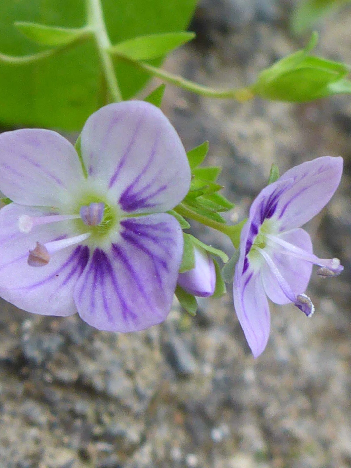 Water speedwell close-up. D. Burk.