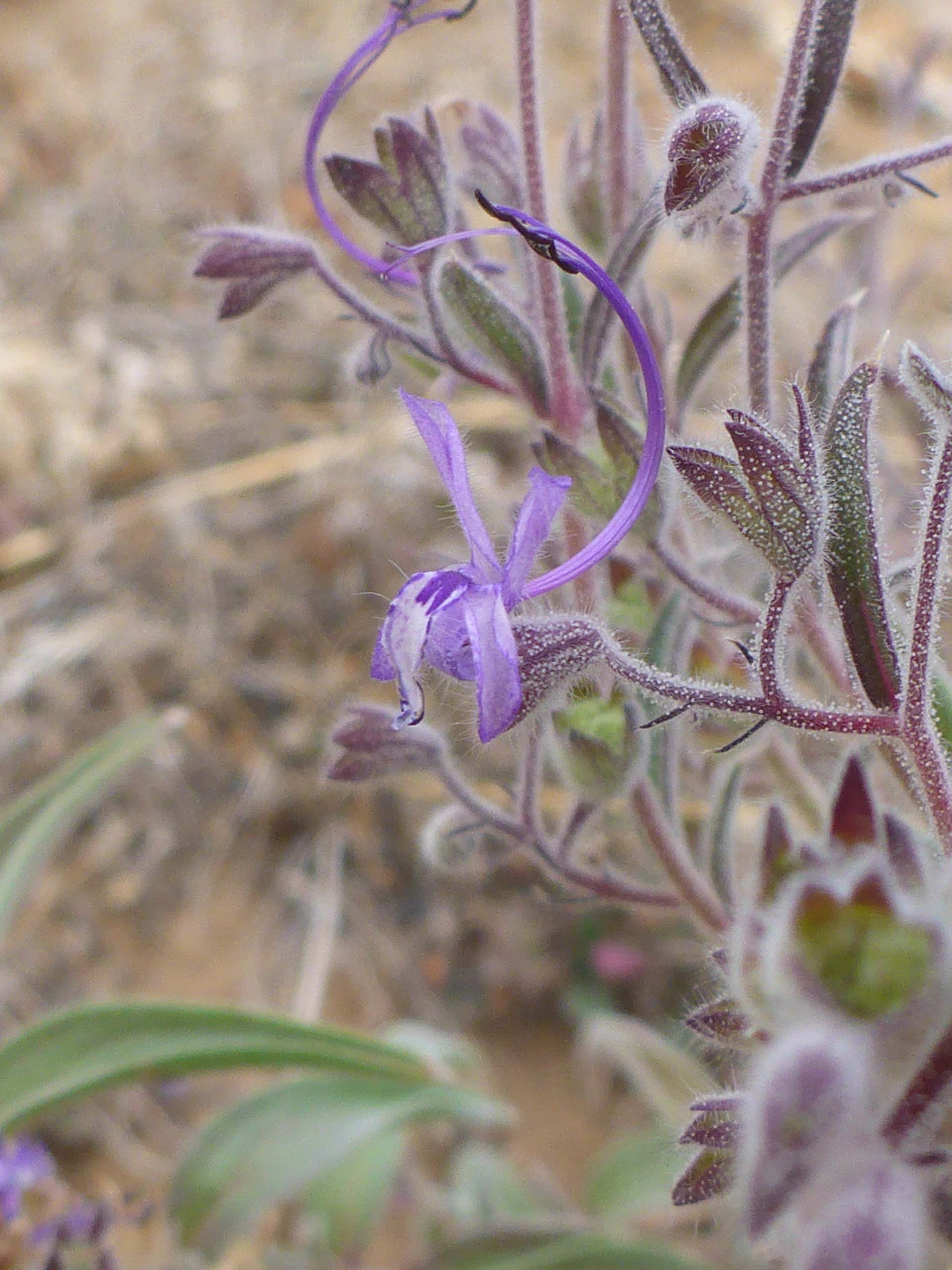 Vinegar-weed close-up. D. Burk.