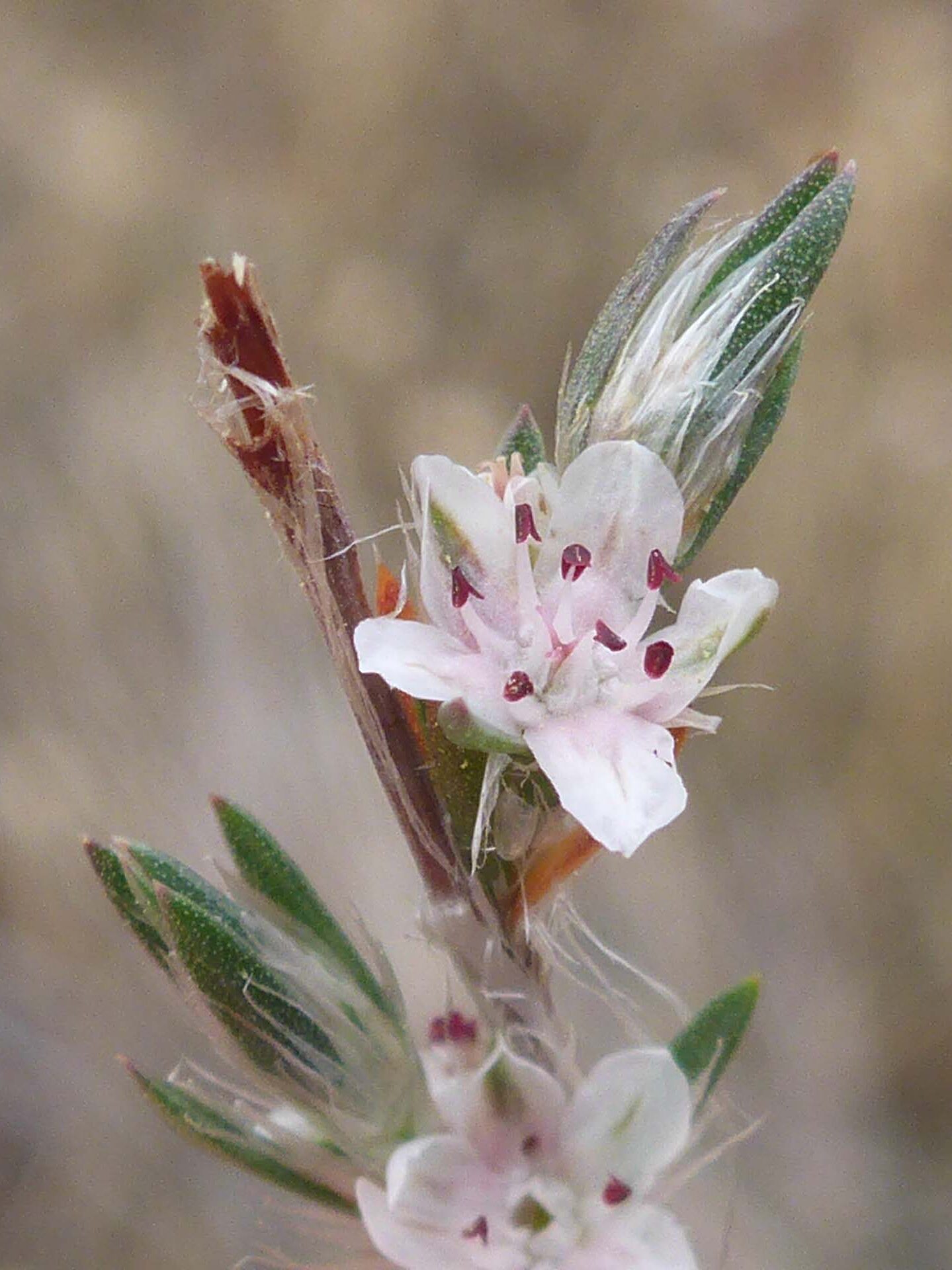 Close-up of Bolander's knotweed. D. Burk.