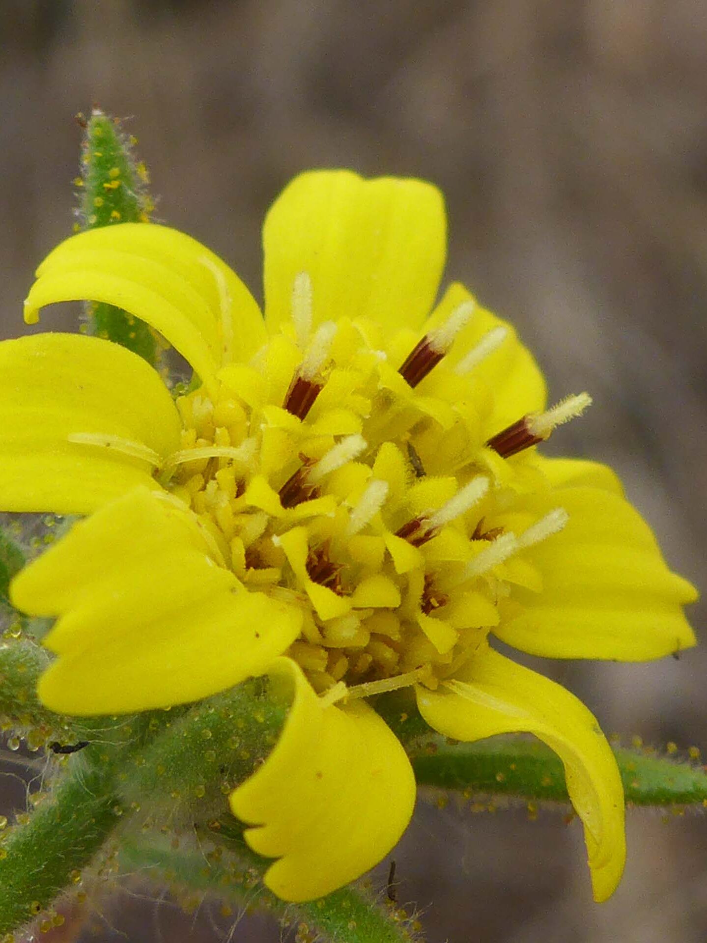 Close-up of Fitch's spikeweed. D. Burk.