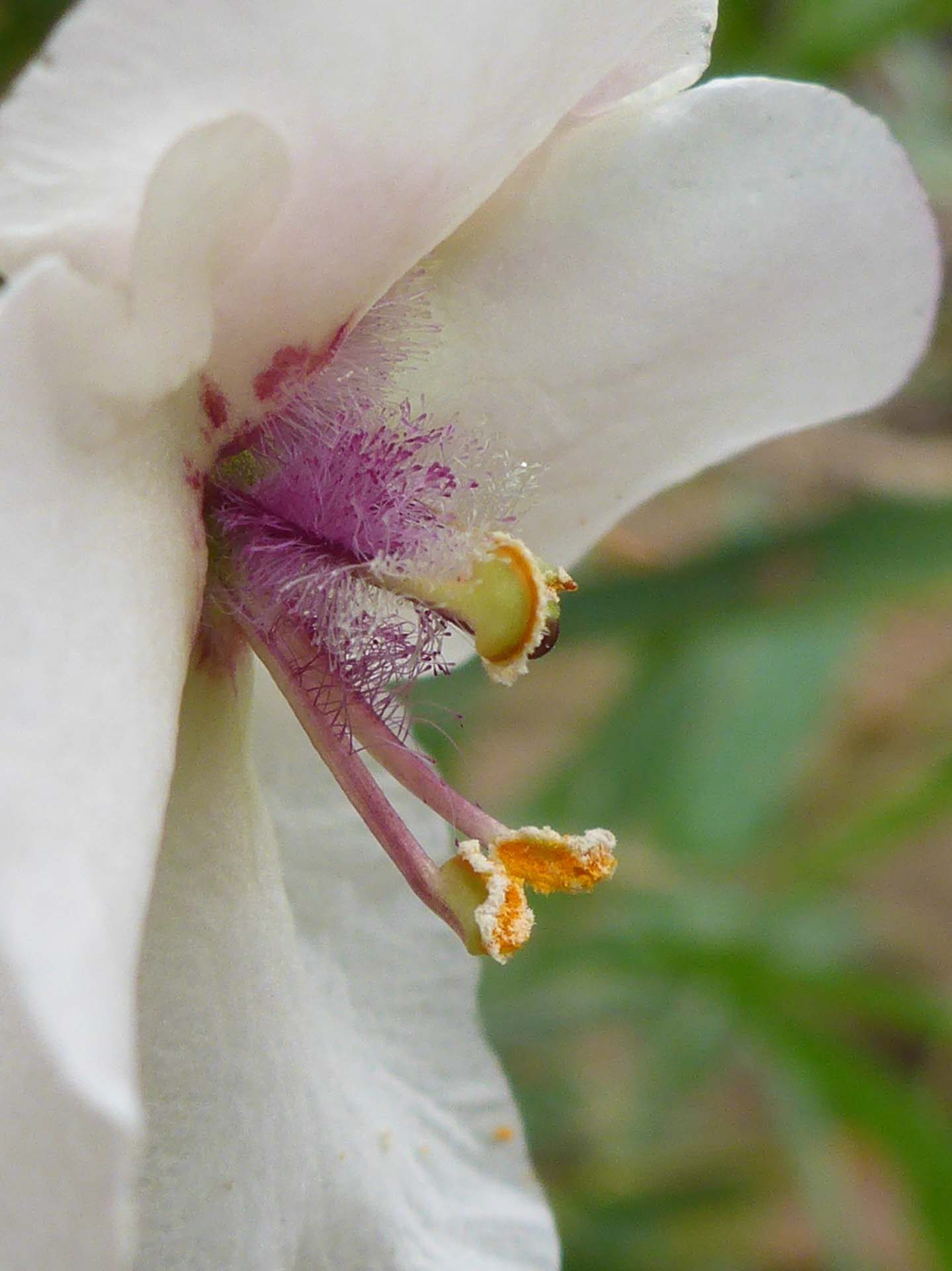 Close-up of white moth mullein in profile. D. Burk.