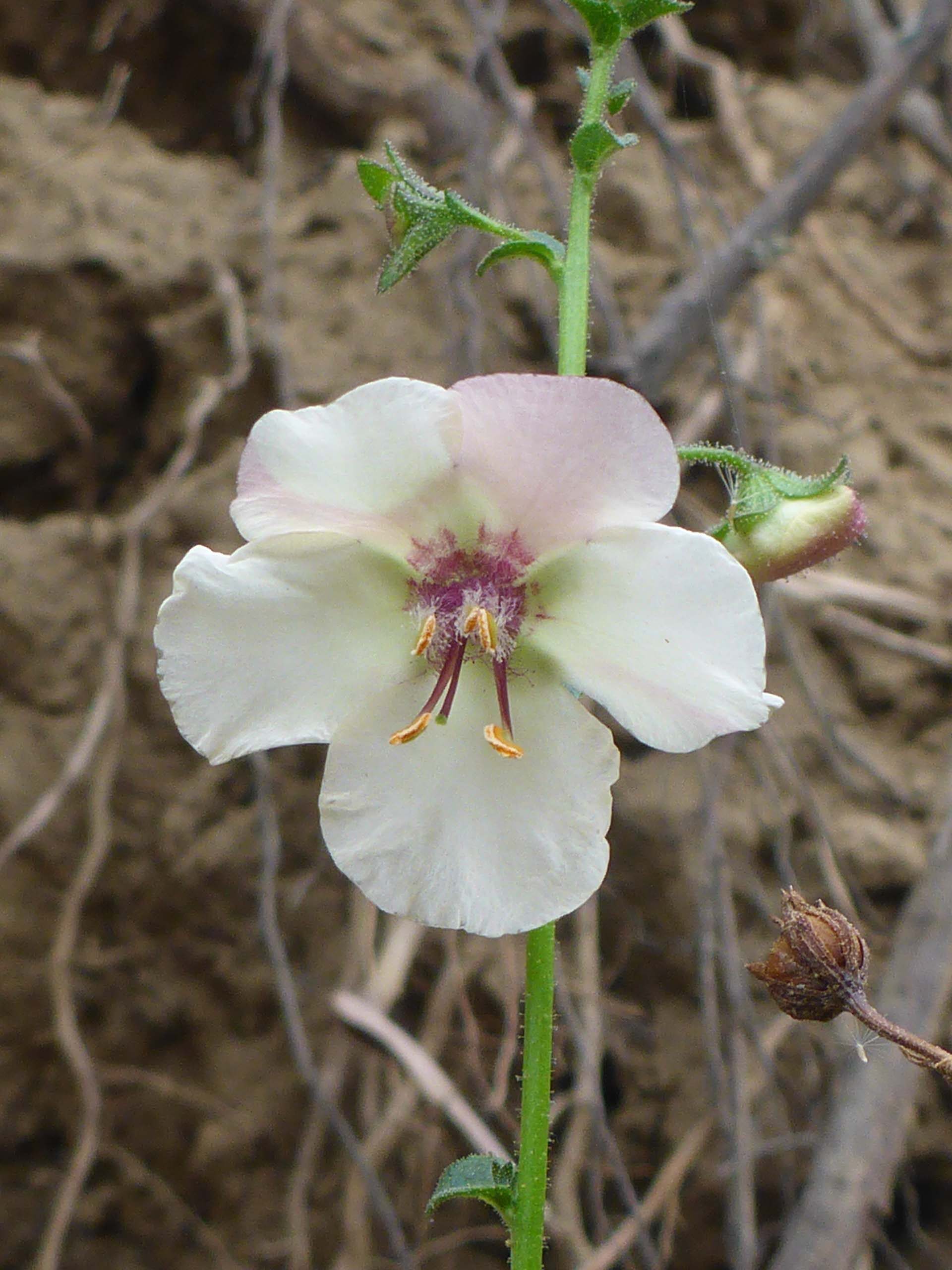 White moth mullein. D. Burk.