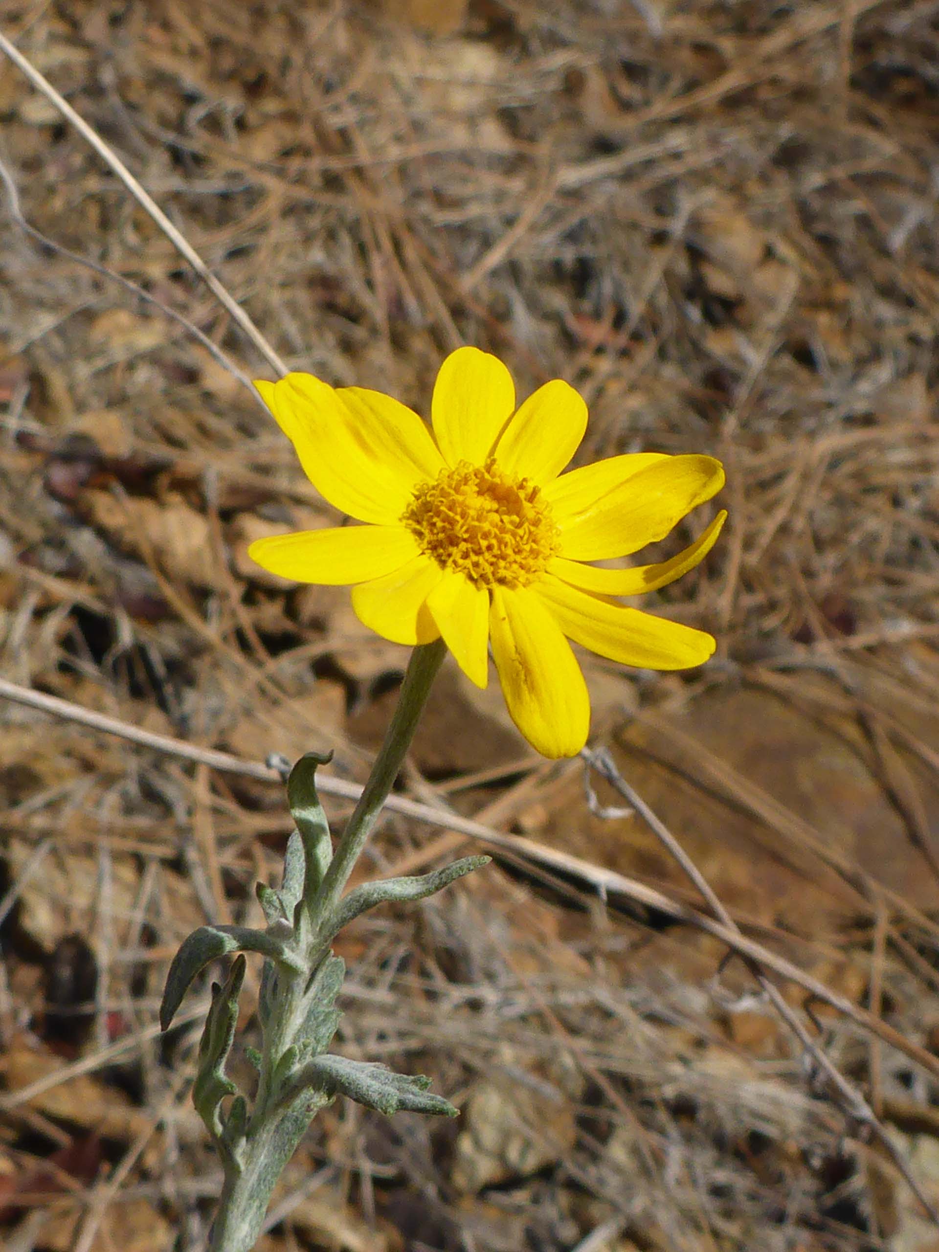 Woolly sunflower. D. Burk.