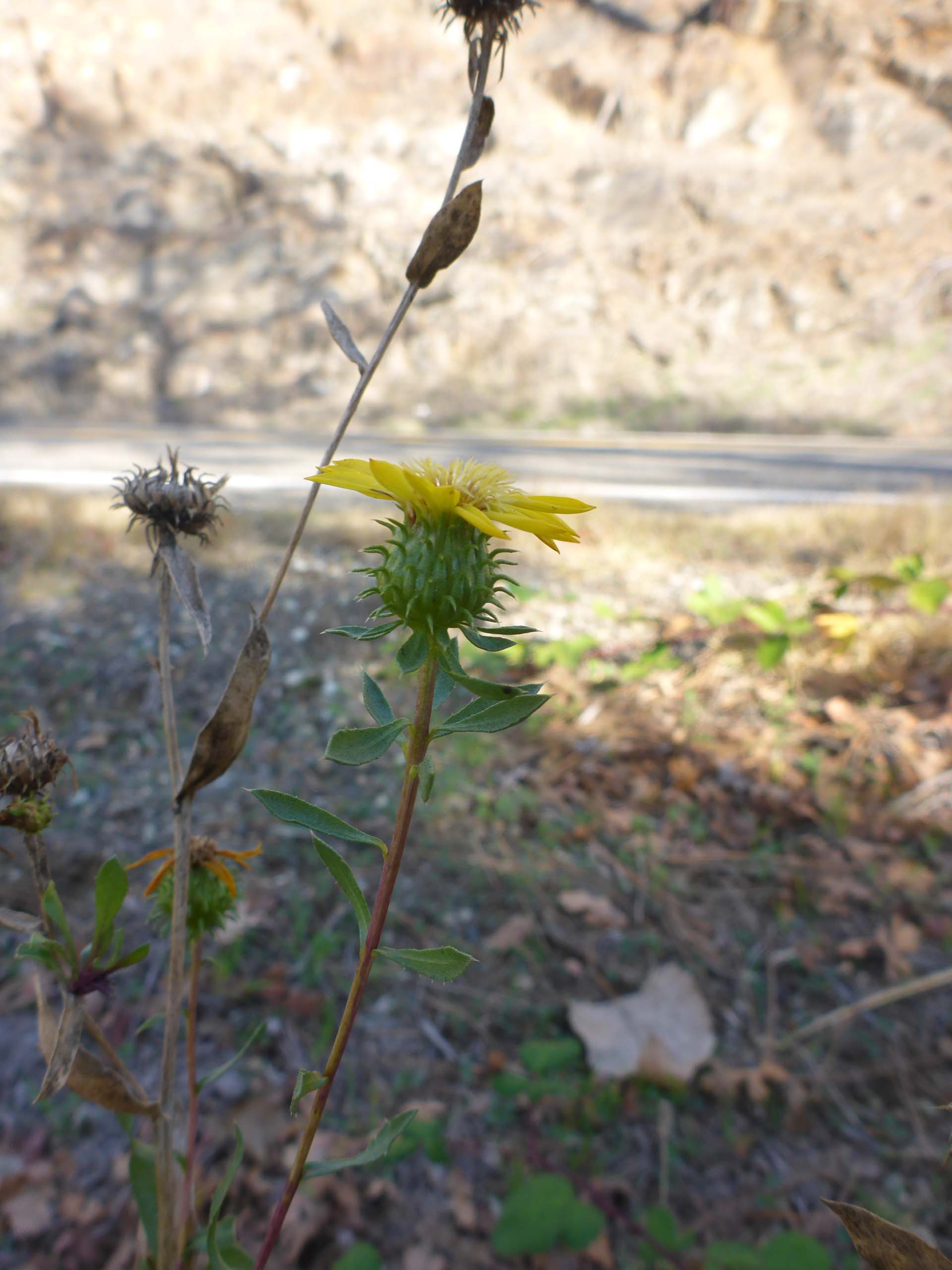 Valley gumplant. D. Burk.