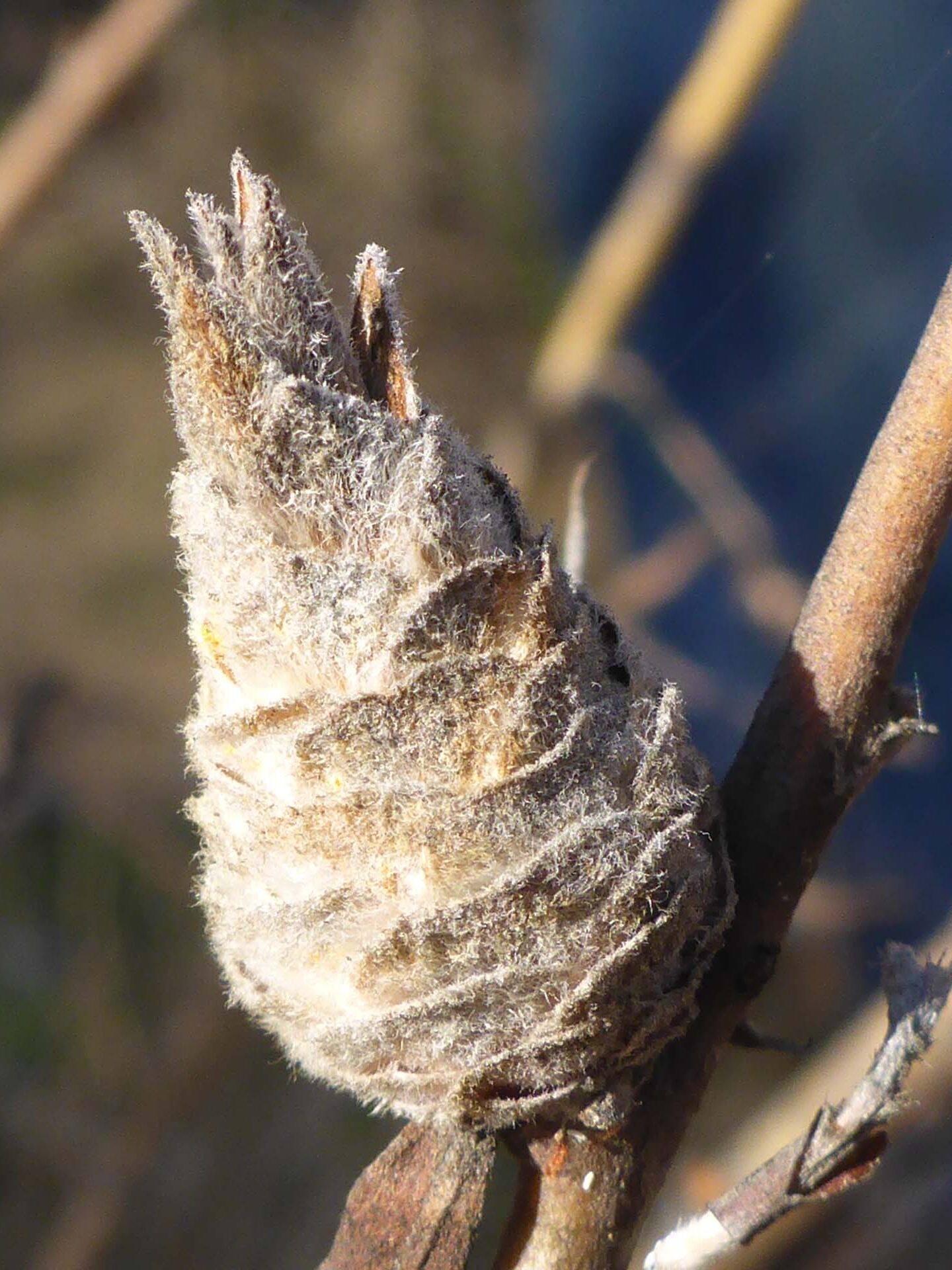 Weird gall on sandbar willow. D. Burk.