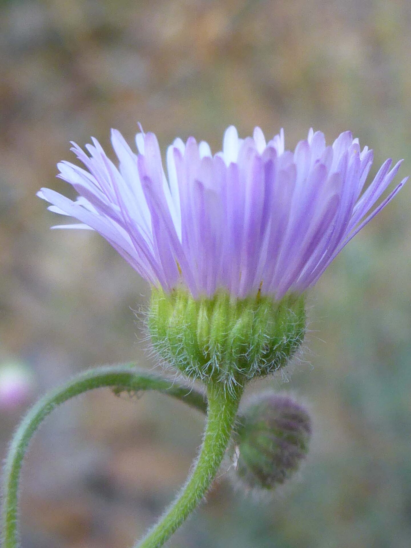 Spreading daisy close-up with bud. D. Burk.