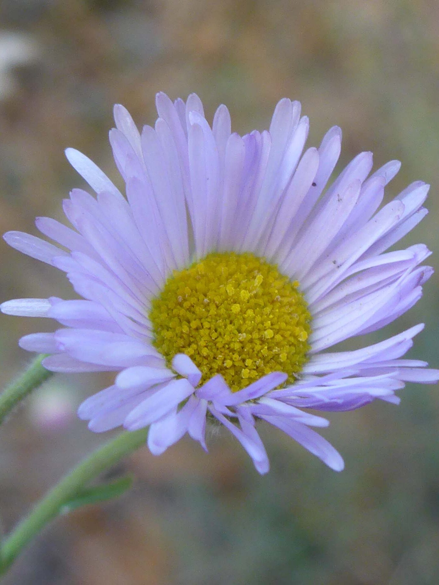 Spreading daisy close-up. D. Burk.