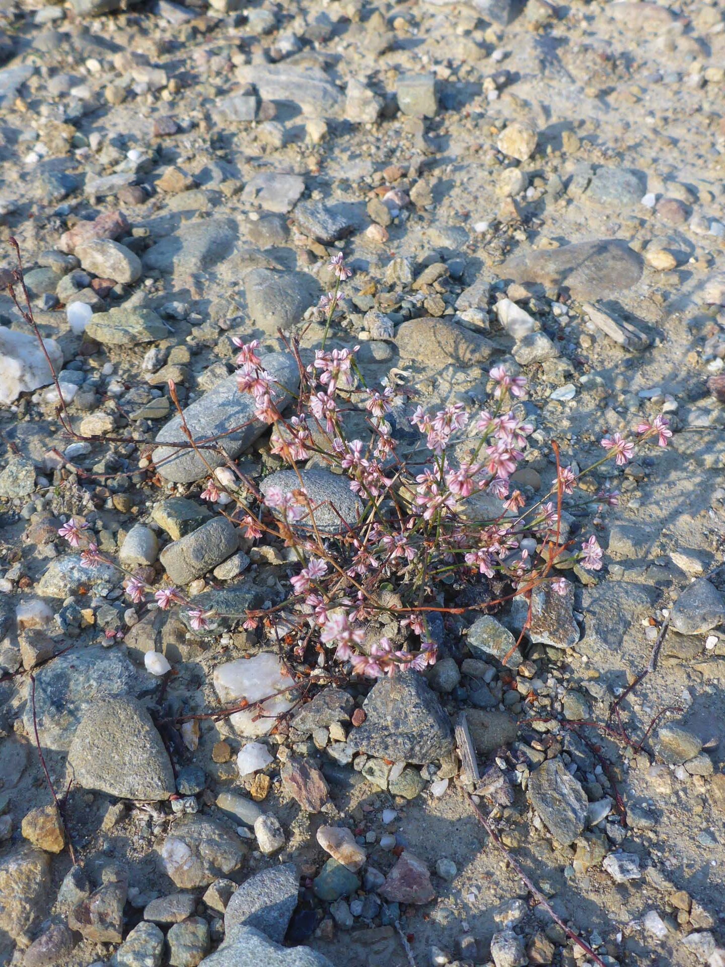 Wicker buckwheat. D. Burk.