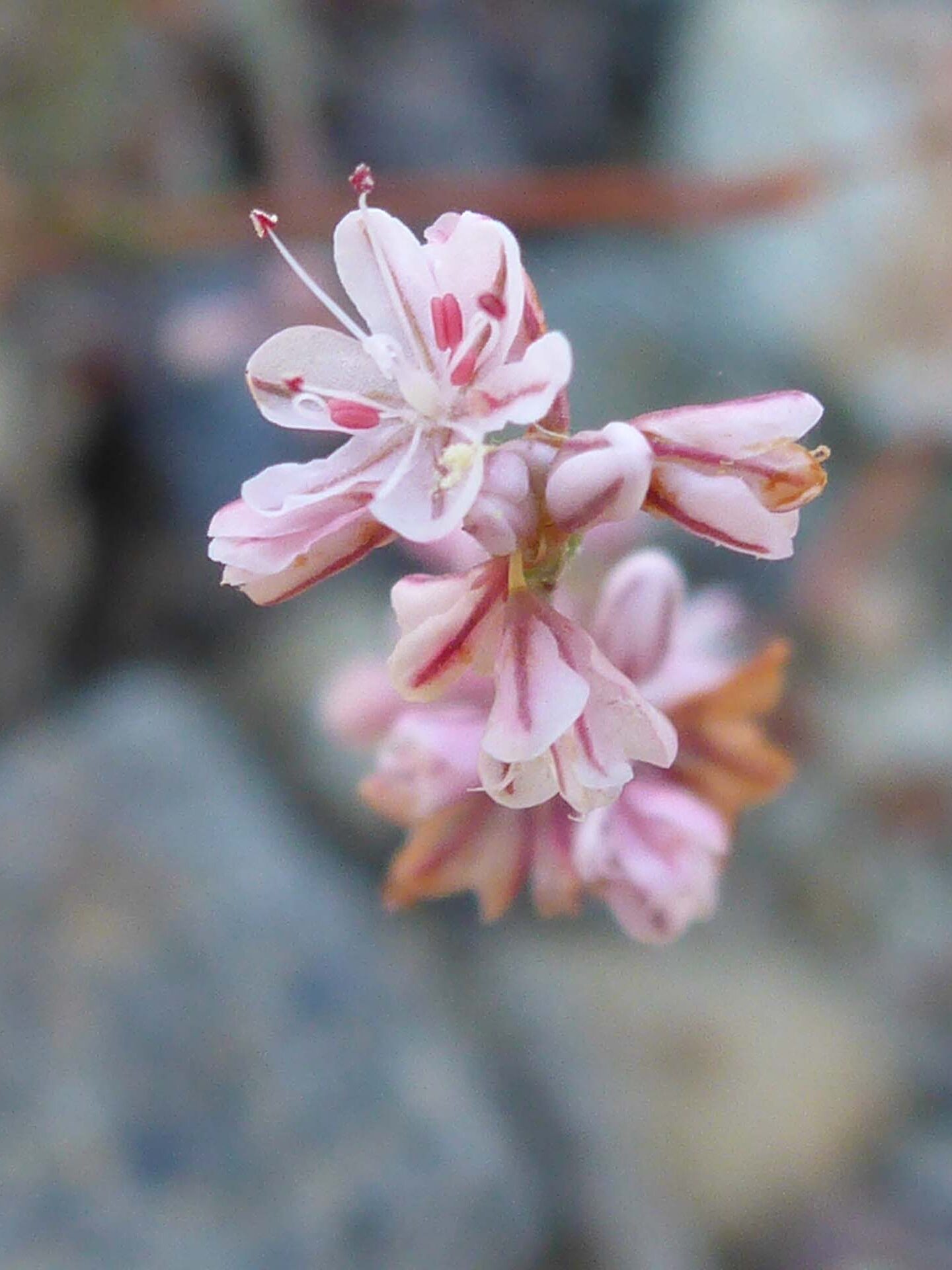 Wicker buckwheat close-up. D. Burk.