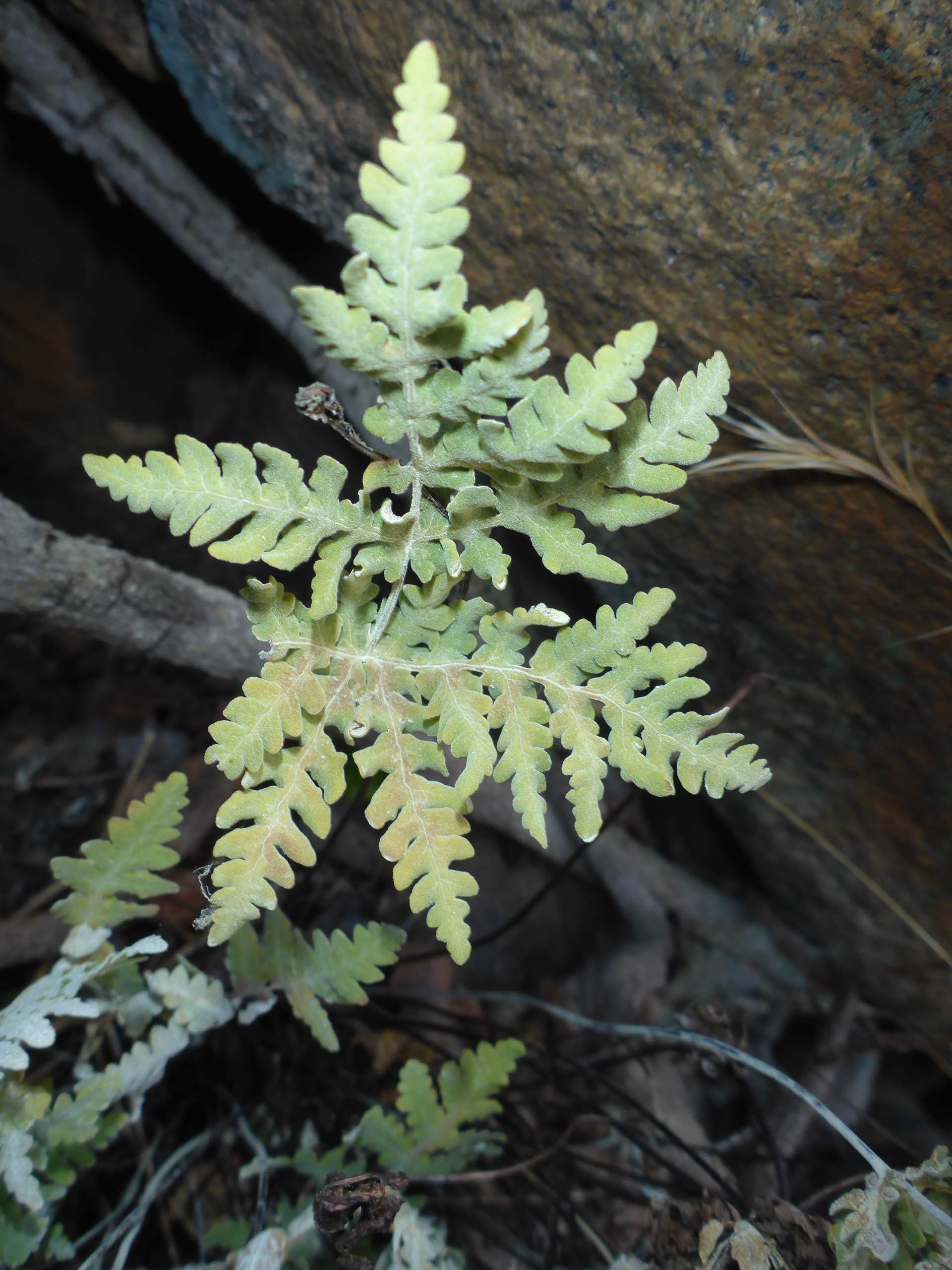 Silverback fern. D. Burk.