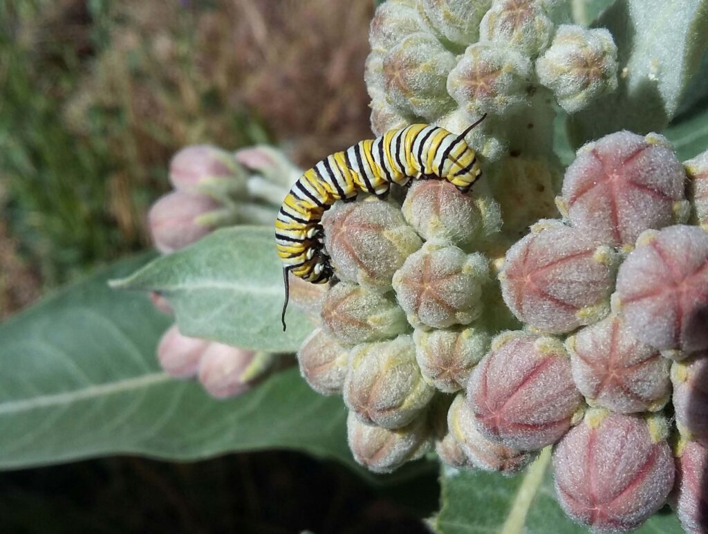 Monarch butterfly caterpillar on showy milkweed buds. M. Widdowson.