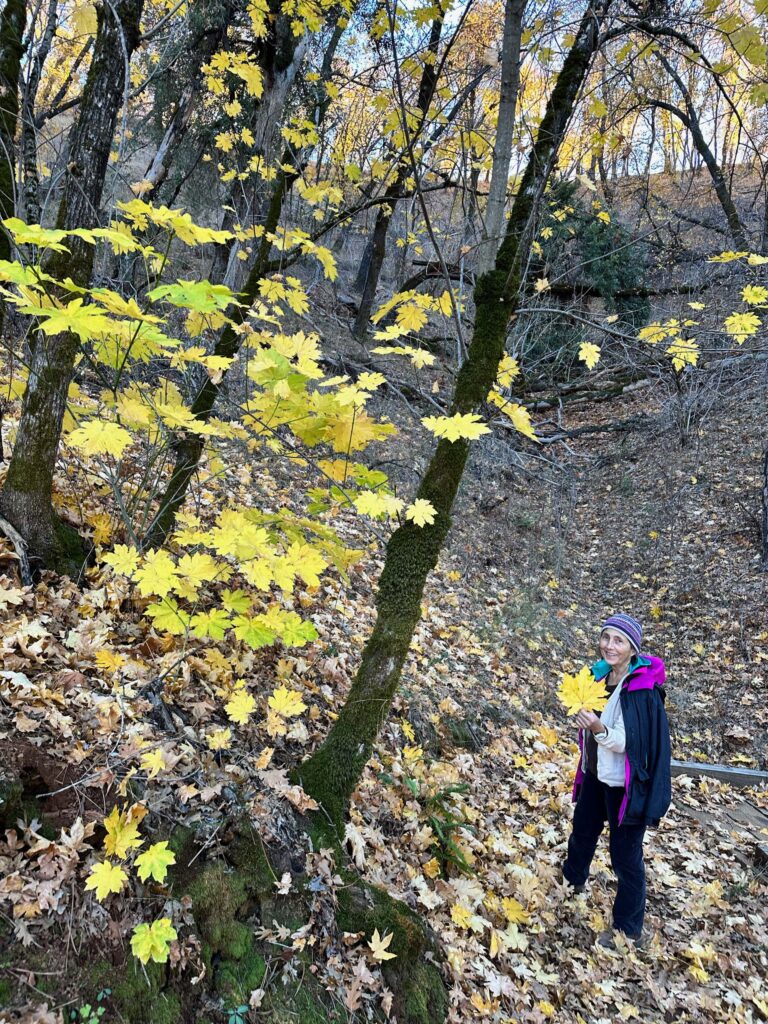 Pat Lind and big-leaf maple. T. McConnel