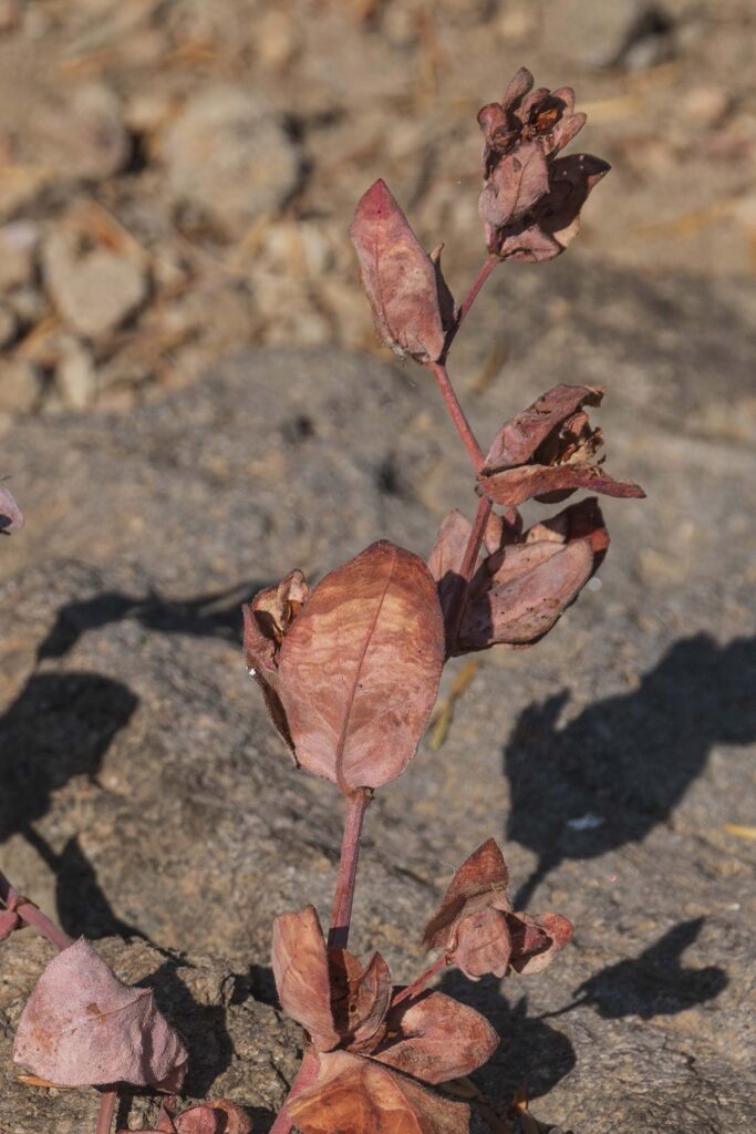 Dried Davis' knotweed stem and leaves. G. Lockett.
