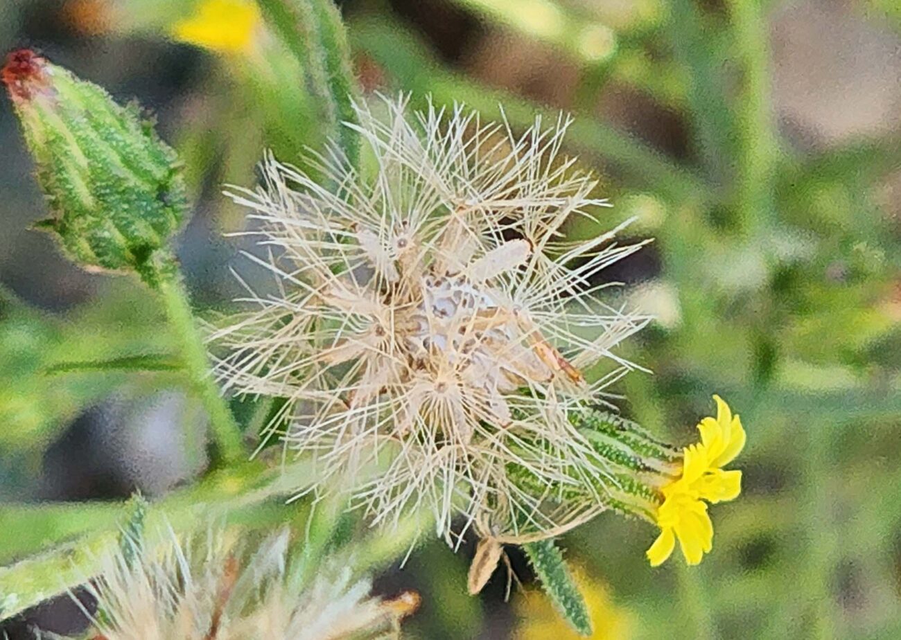Stinkwort bud, seedhead, and flower. D. Burk.