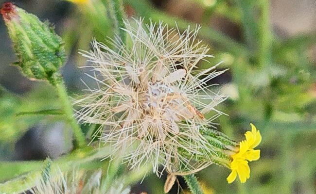 Stinkwort bud, seedhead, and flower. D. Burk.