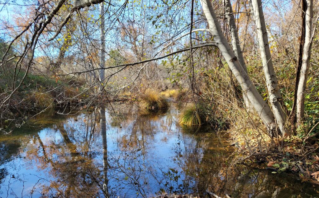 Paynes Creek. D. Mandel.