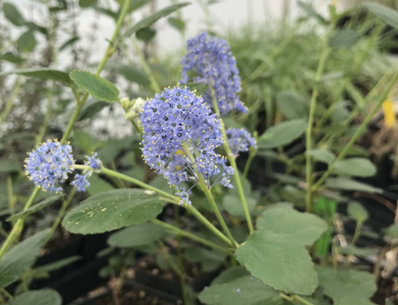 Ceanothus 'Ray Hartman." S. Libonati-Barnes.