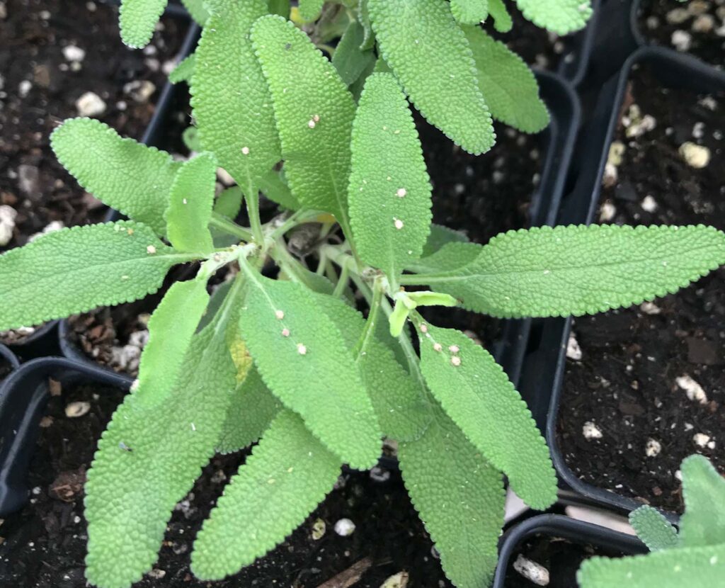 Natural aphid control on leaves. S. Libonati-Barnes.