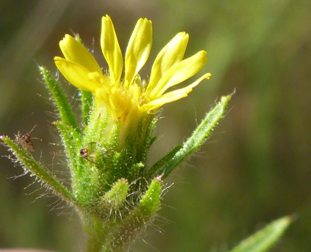 Glandular hairs on stinkwort. D. Burk.