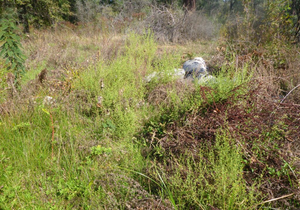 Large patch of stinkwort. D. Burk