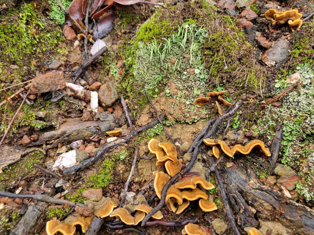 Bryophytes and fungi. D. Mandel.