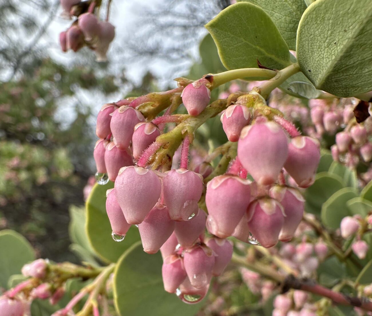 Close-up of common manzanita bloom. A. Henderson.